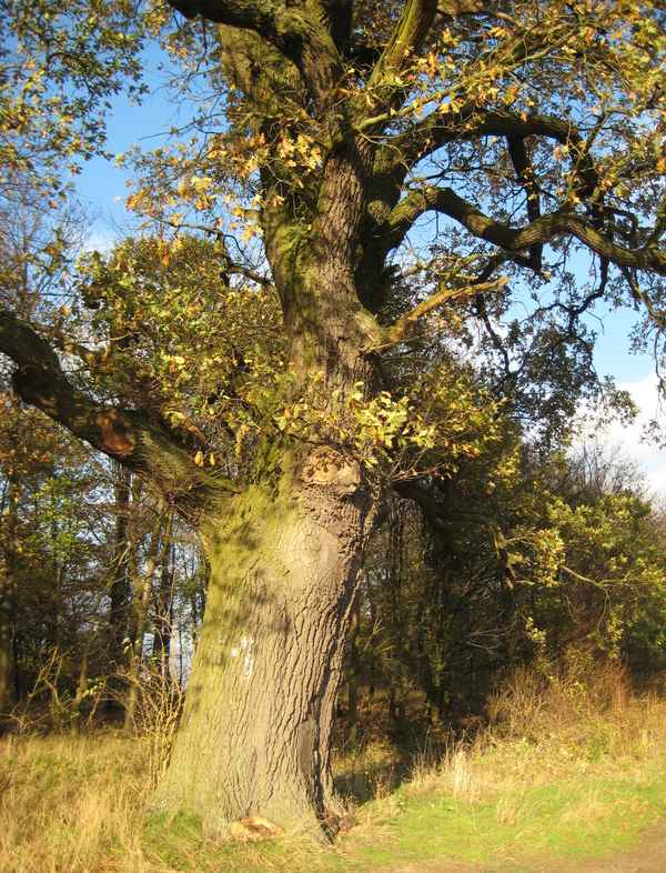 Sehr alte Eiche