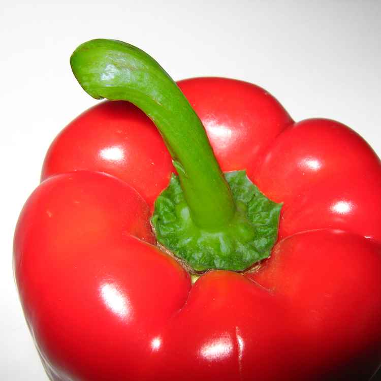 Rote Paprika