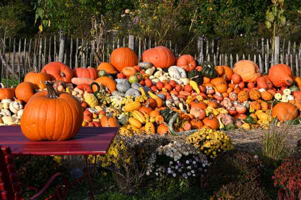 Kürbis-die Frucht im Herbst