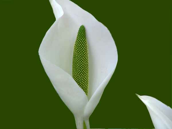 Calla eine Schönheit