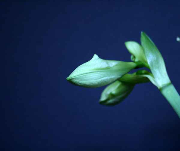 Amaryllis Knospe - weiß
