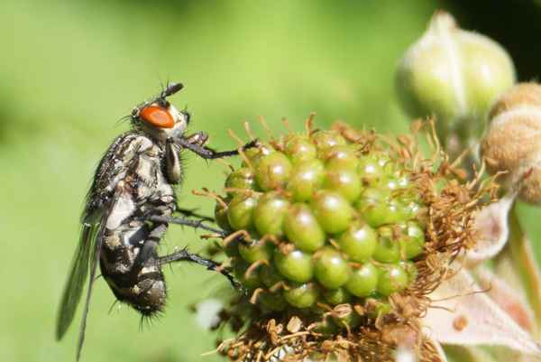 Fliege von der Seite