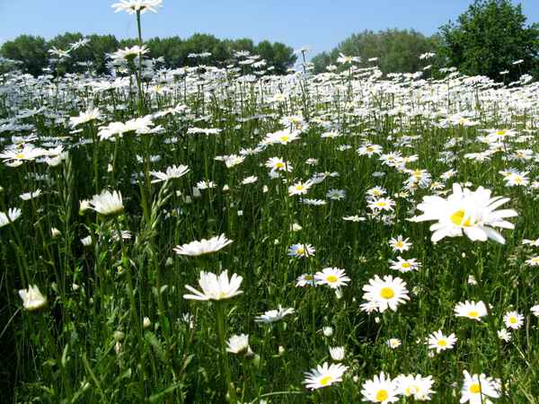 Ein Feld voll Margeriten