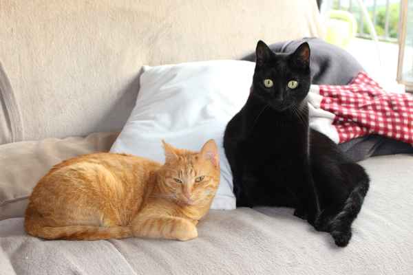 Katzen gegesätzlich