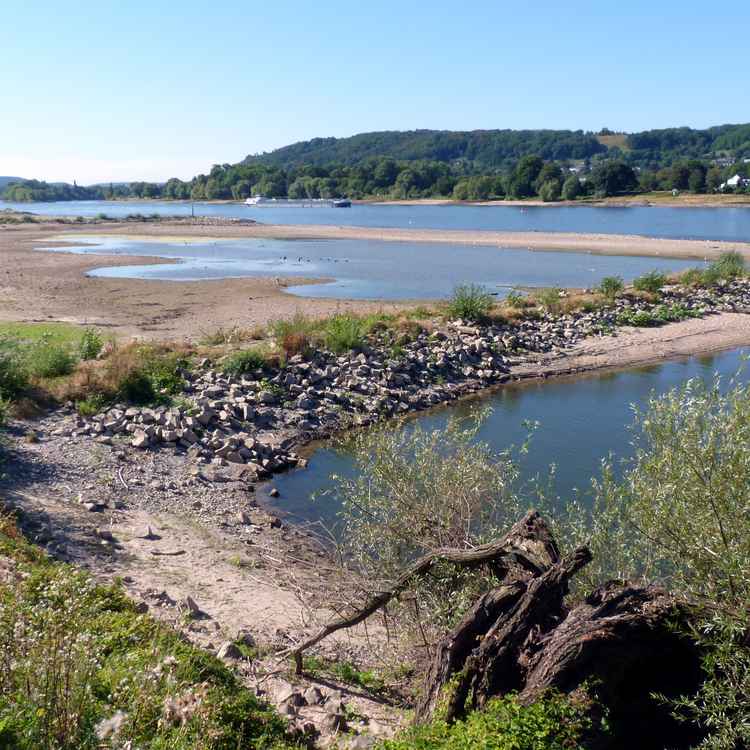 Rhein in Not