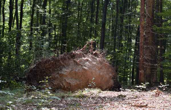 Die Folgen der Unwetter