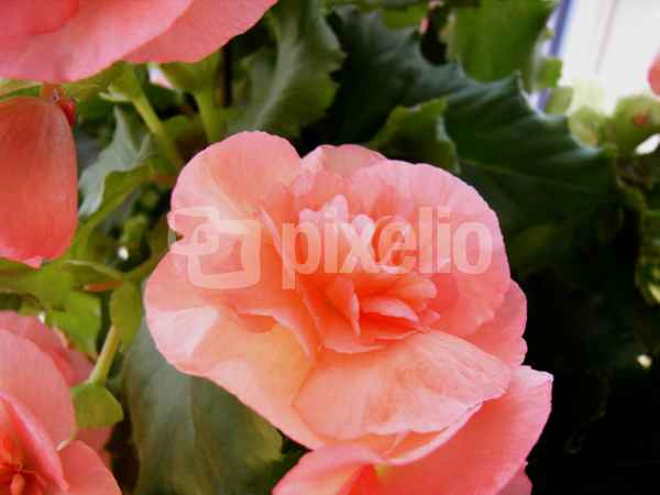 Begonienblüte