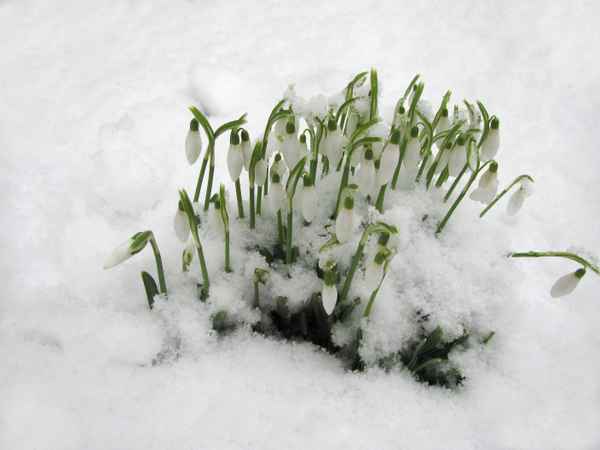 Neues Leben unter der Schneedecke_5