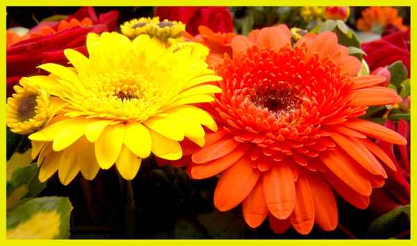 Rosen & Blumen