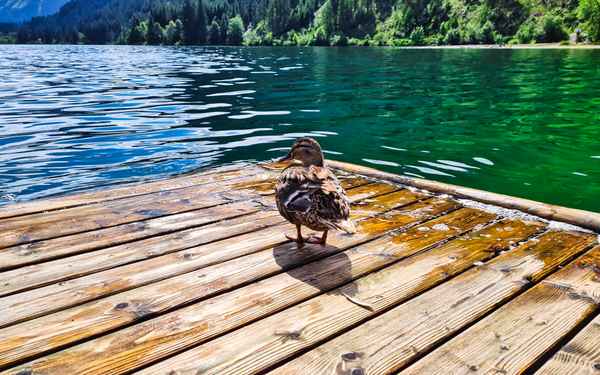 Ente am Steg