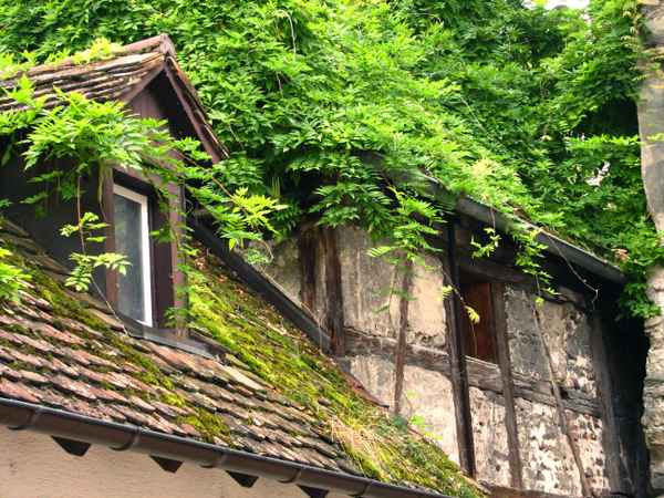 Natur im Vormarsch