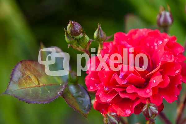Rose mit Regentropfen