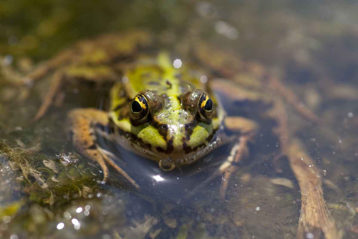Teichfrosch II