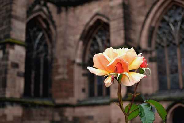 rose of england
