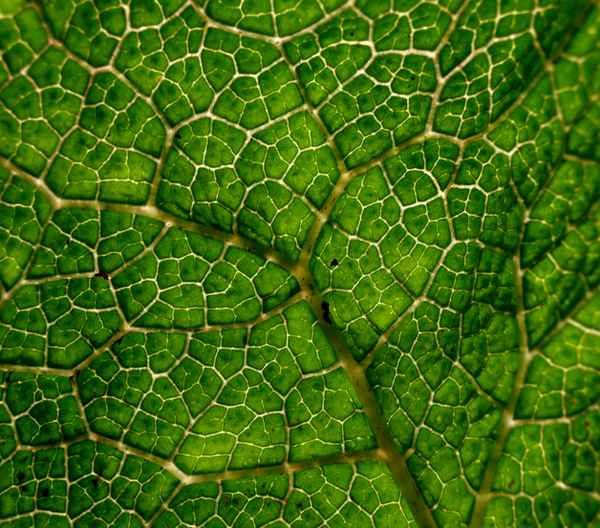 Adern eines Blattes