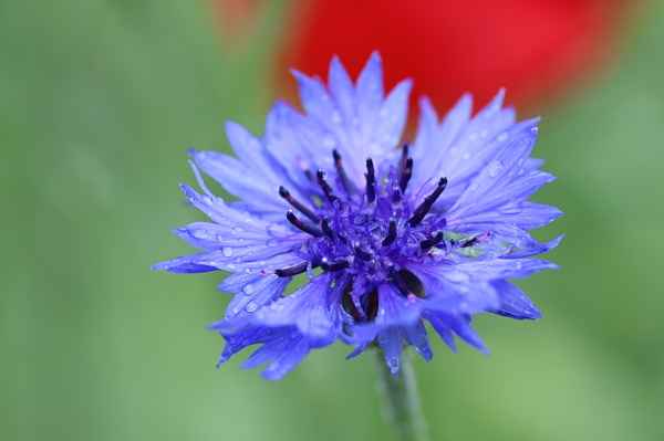 kornblumen im regen