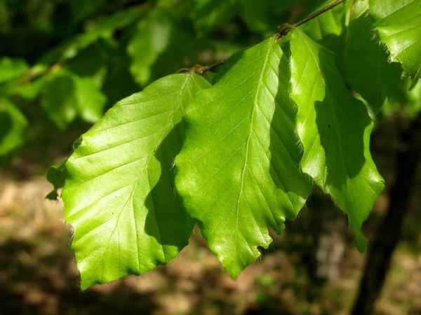 Frisches Buchenblatt