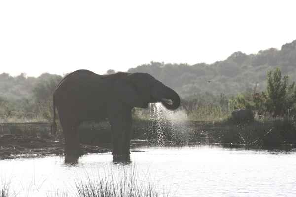 Elefant
