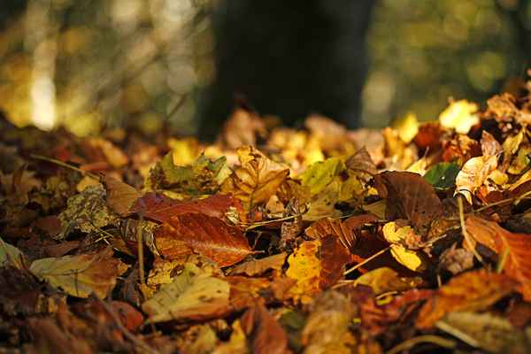 Im Herbstwald