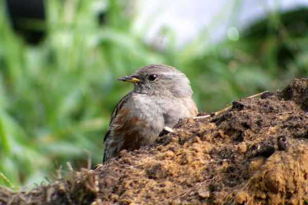 deplatzierte Alpenbraunelle