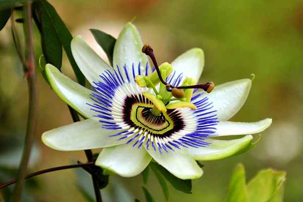 passiflora caerulea