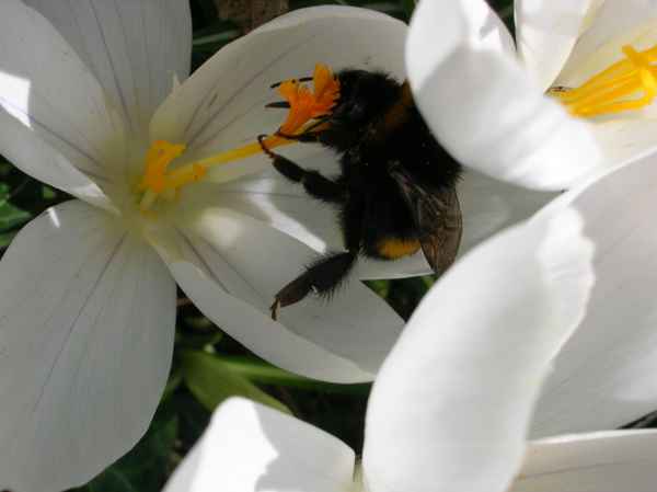 Das ist meine Blüte