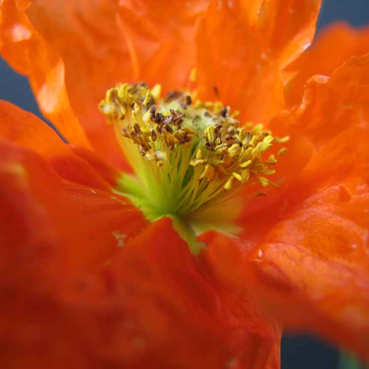 Mohn