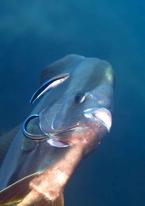 Reinigungsservice in Teamarbeit