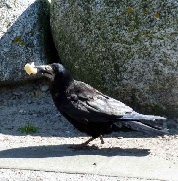 Ein Rabe auf dem Strand in Montrose ( Schottland )