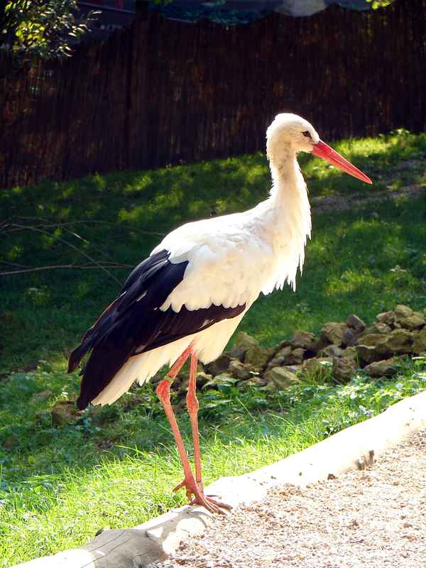 Storch #5