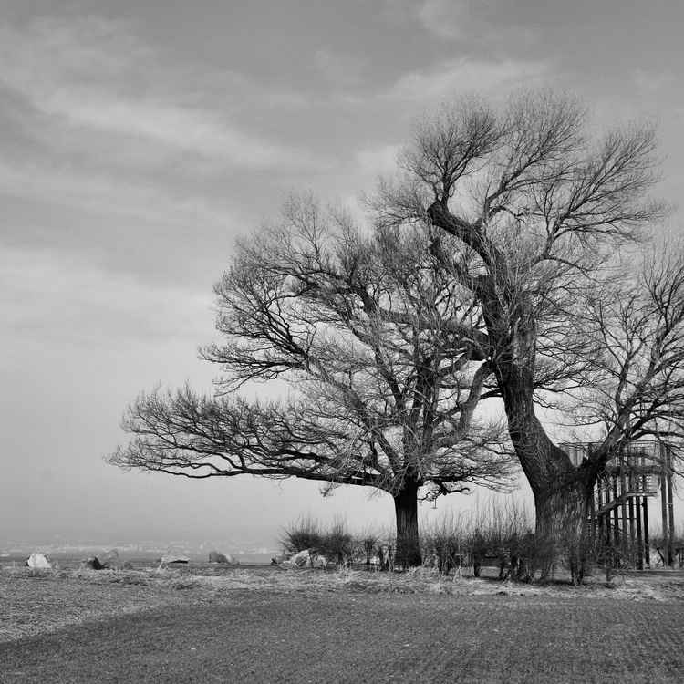 Die Babisnauer Pappel bei Dresden