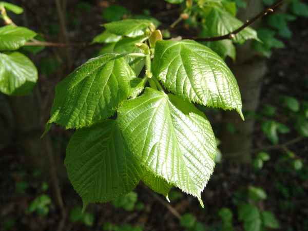 Frisches Grün 5