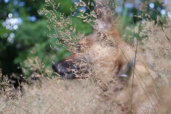 Hund Skali in Sommerwiese