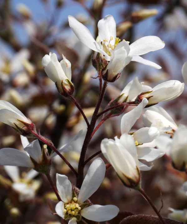 Blüten der Felsenbirne