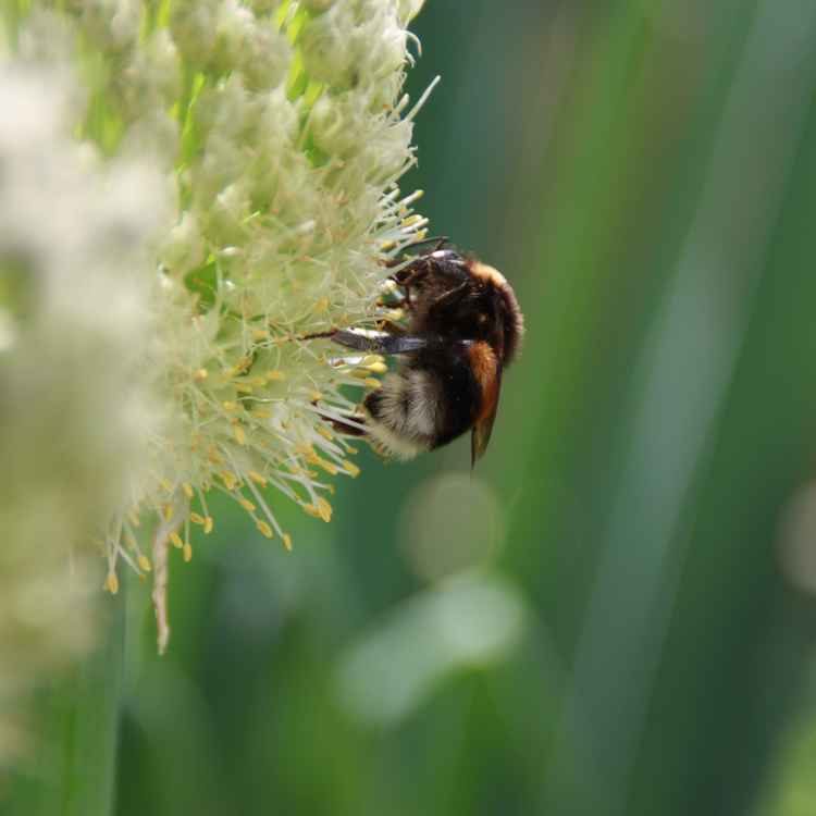 Bumblebee