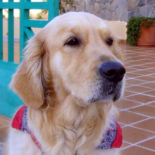 Der Hund Alex