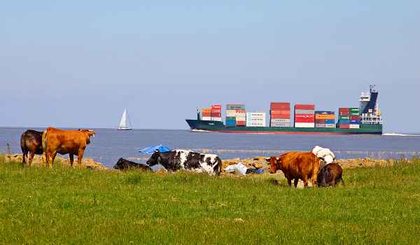 Containerschiff und Kühe