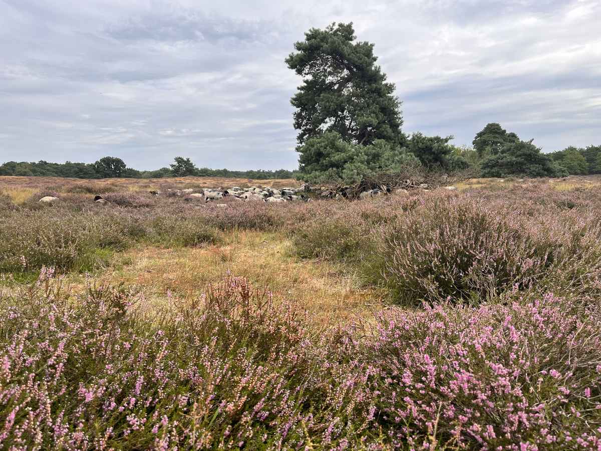 Die Heide blüht