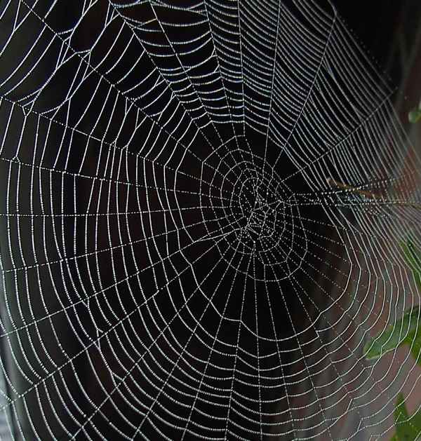 Das Netz............