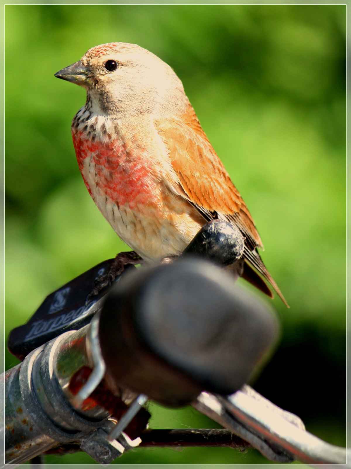 Gemeinsames Radfahren -  Ein Vogel legt die Gänge ein ...