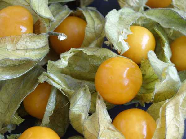 Physalis 4