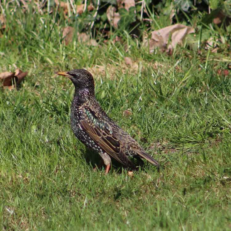 Star ist schon hier!