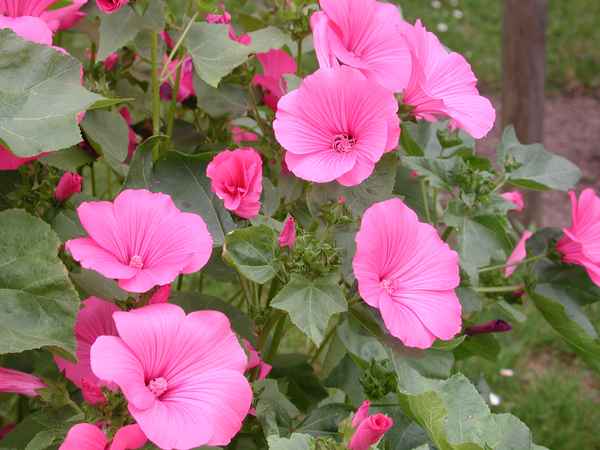 Ich binge Euch den Sommer zurück