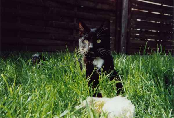 Kater "Kater"
