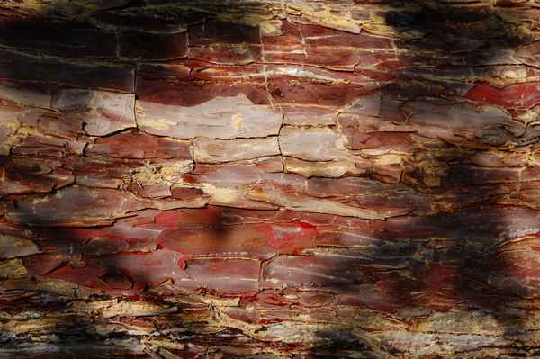 rote Baumrinde im Schattenspiel