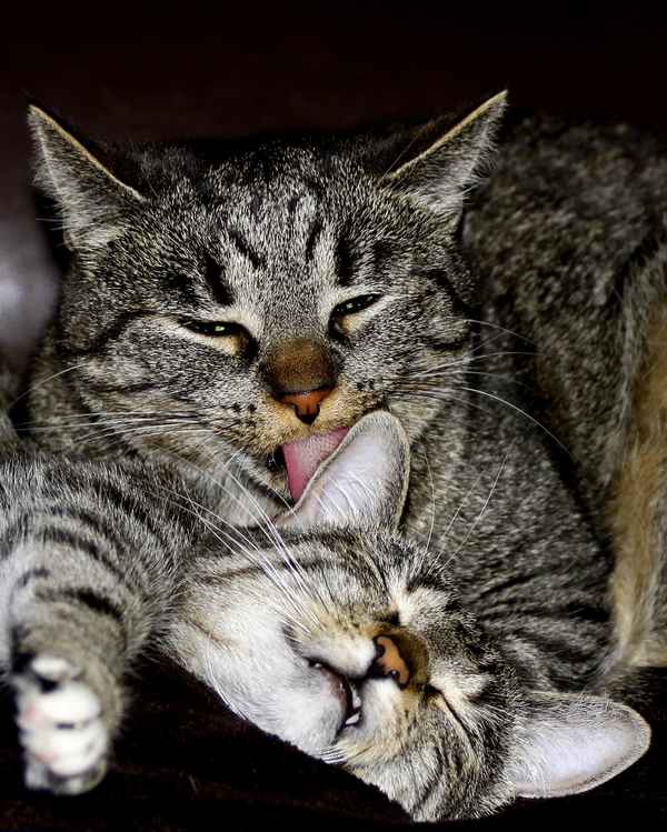 DAS MUSS LIEBE SEIN