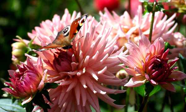Tagpfauenauge bei Nahrungssuche