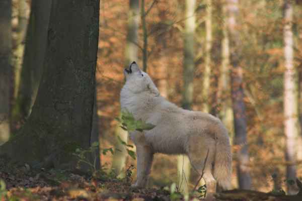 heulender Wolf1
