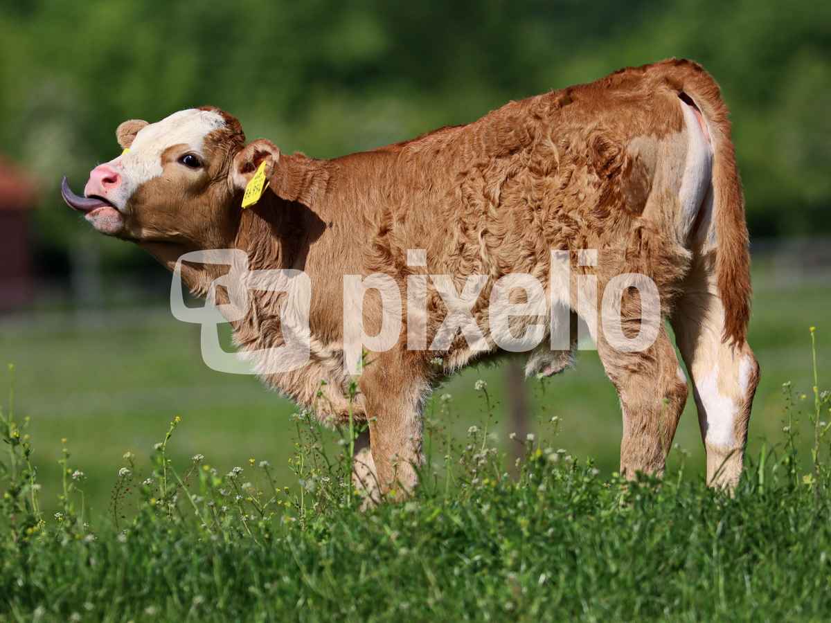 ätsch