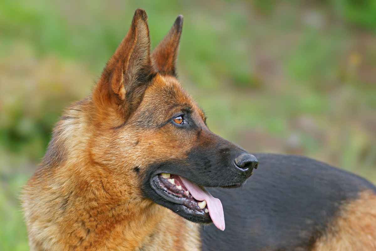 Schäferhund